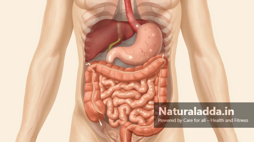 human digestive system showing stomach, liver, pancreas and intestines functioning smoothly