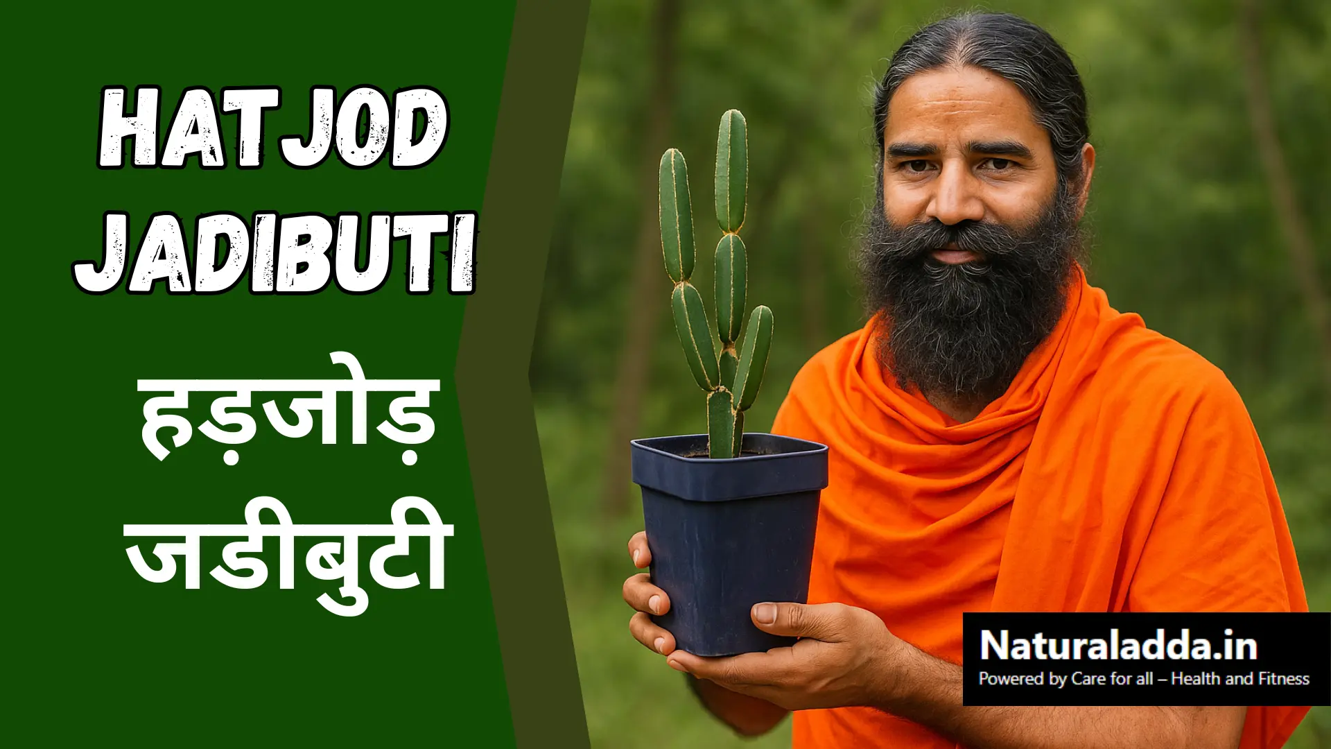 Hatjod Benefits: A Complete Guide to This Powerful Bone-Healing Herb (My Personal Experience)